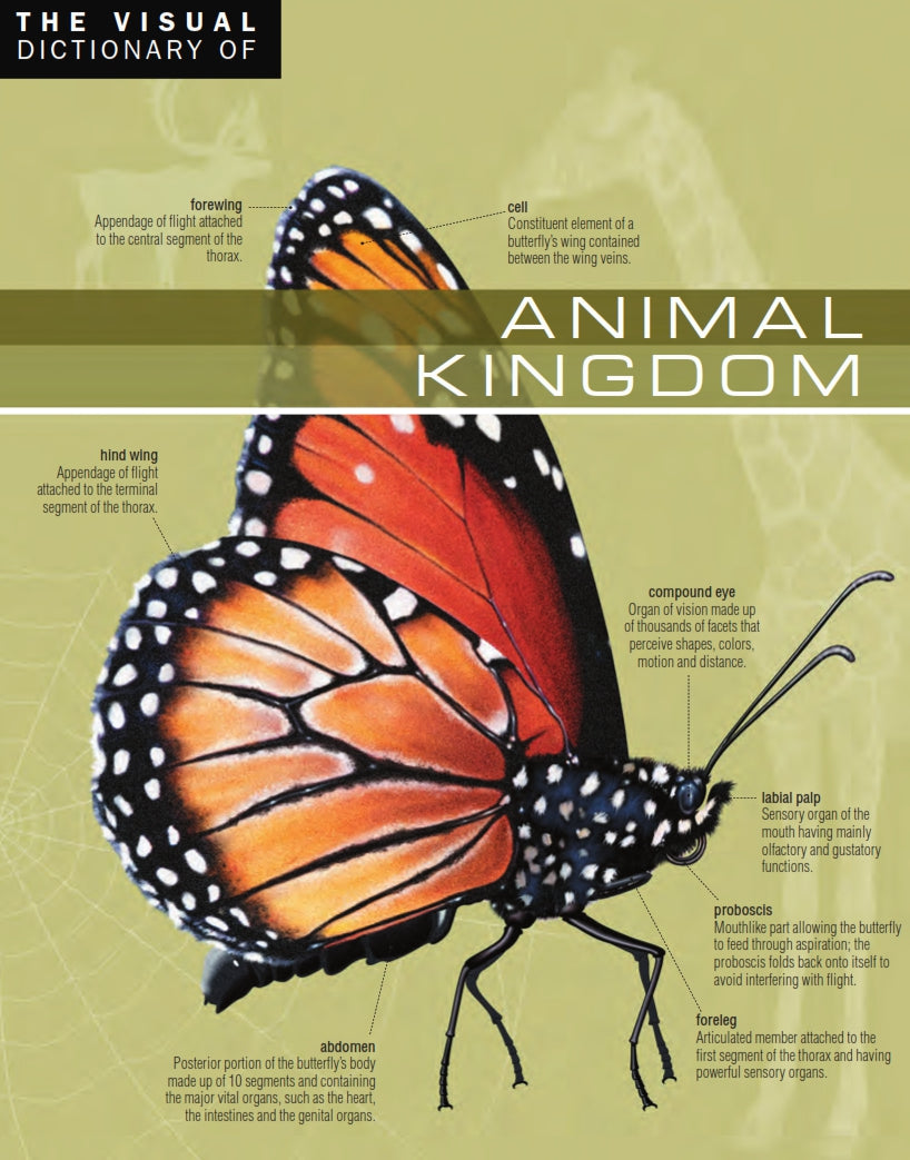The Visual Dictionary of Animal Kingdom image 0